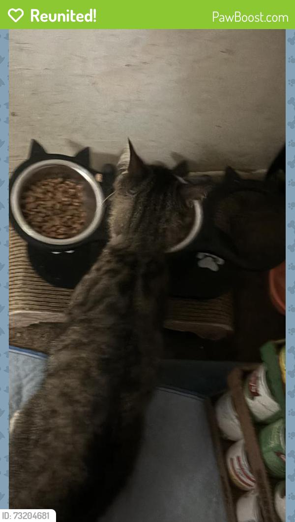 Reunited Male Cat last seen Near E 6th st, Beaumont, CA 92223, Beaumont, CA 92223