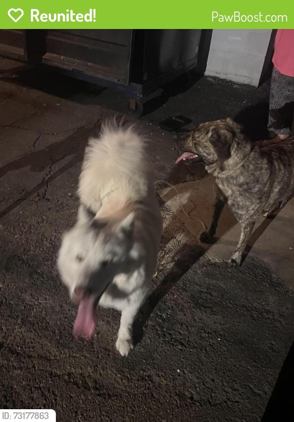 Reunited Unknown Dog last seen Deep dell, Spring Valley, CA 92114