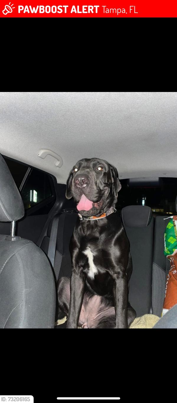 Lost Female Dog last seen Dodge st Tampa fl, Tampa, FL 33605