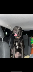 Lost Female Dog last seen Dodge st Tampa fl, Tampa, FL 33605