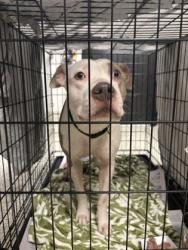 Shelter Stray Female Dog last seen Near KNIGHTON DR, Atlanta,, 1251 Fulton Industrial Blvd NW, Atlanta, GA 30336, USA
