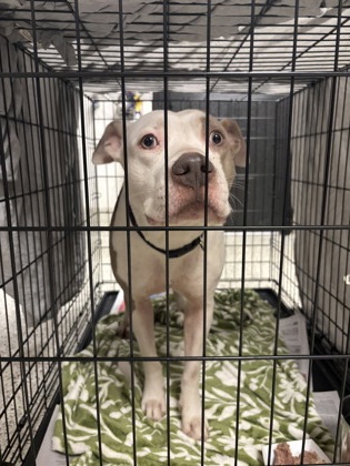 Shelter Stray Female Dog last seen Near KNIGHTON DR, Atlanta,, 1251 Fulton Industrial Blvd NW, Atlanta, GA 30336, USA