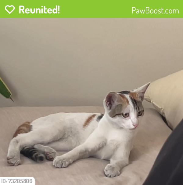 Reunited Female Cat last seen Near Valenzuela Cir, Mission Viejo, CA 92691, USA, Mission Viejo, CA 92691