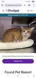 Reunited Male Cat last seen Windermere elementary, Pflugerville, TX 78660