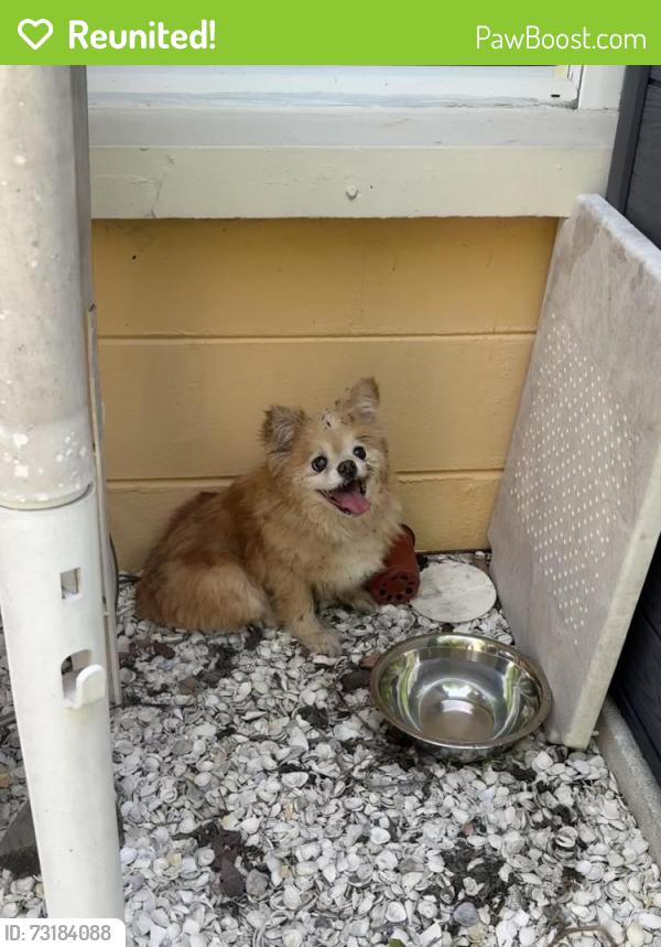 Reunited Unknown Dog last seen 34th Ave N and 52nd st N, St. Petersburg, FL 33710