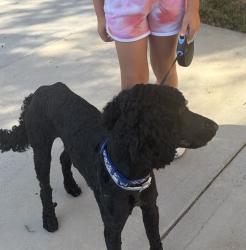 Reunited Male Dog last seen Irvine center drive and Jeffrey, Irvine, CA 92604