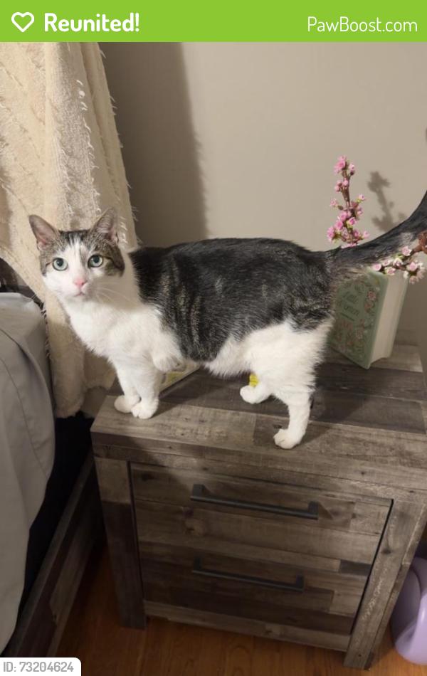Reunited Male Cat last seen Briar St, Roeland Park, KS 66205, USA, Roeland Park, KS 66205