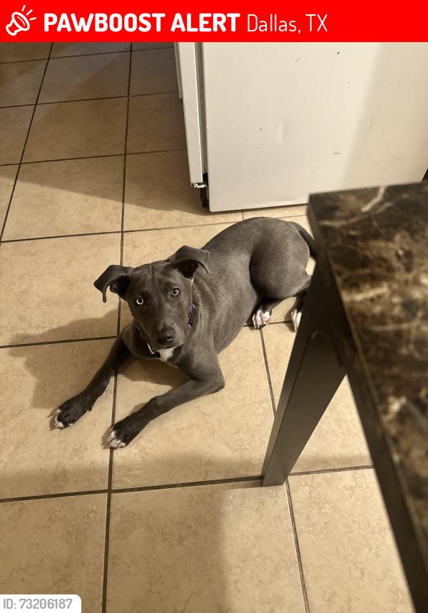 Lost Male Dog last seen Near S Cockrell Hill Rd, Dallas, TX 75211