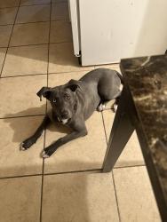Lost Male Dog last seen Near S Cockrell Hill Rd, Dallas, TX 75211