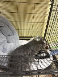 Reunited Male Cat last seen Windsor rd, Triangle, VA 22172