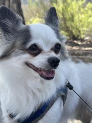 Reunited Male Dog last seen Ash St, Escondido, CA 92026