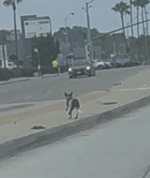 Found/Stray Unknown Dog last seen E Spring St & Redondo Ave, Long Beach, CA 90806