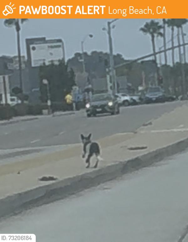 Found/Stray Unknown Dog last seen E Spring St & Redondo Ave, Long Beach, CA 90806