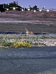 Found/Stray Female Dog last seen Near harbor way, Vallejo, Ca, Vallejo, CA 94590