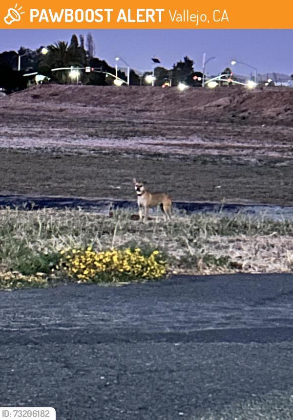 Found/Stray Female Dog last seen Near harbor way, Vallejo, Ca, Vallejo, CA 94590