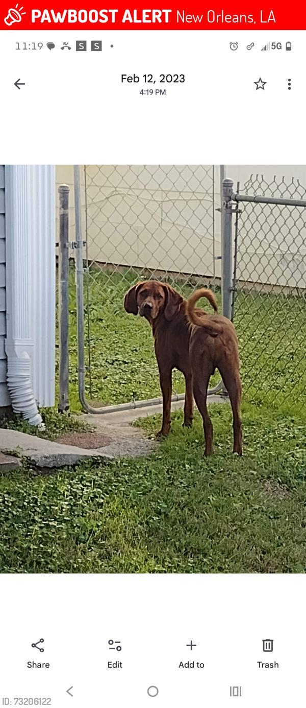 Lost Male Dog last seen Near Hawthorne pl, New Orleans, LA 70124