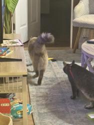 Reunited Male Cat last seen Derby and Parker, Berkeley, CA 94704