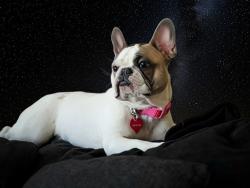 Lost Female Dog last seen 136th and 19th, Vancouver, WA 98683