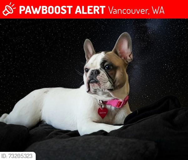 Lost Female Dog last seen 136th and 19th, Vancouver, WA 98683