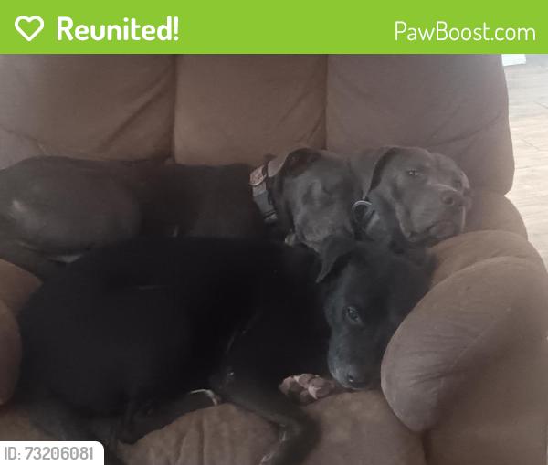 Reunited Female Dog last seen Sno ball Hiawatha st, Corpus Christi, TX 78405