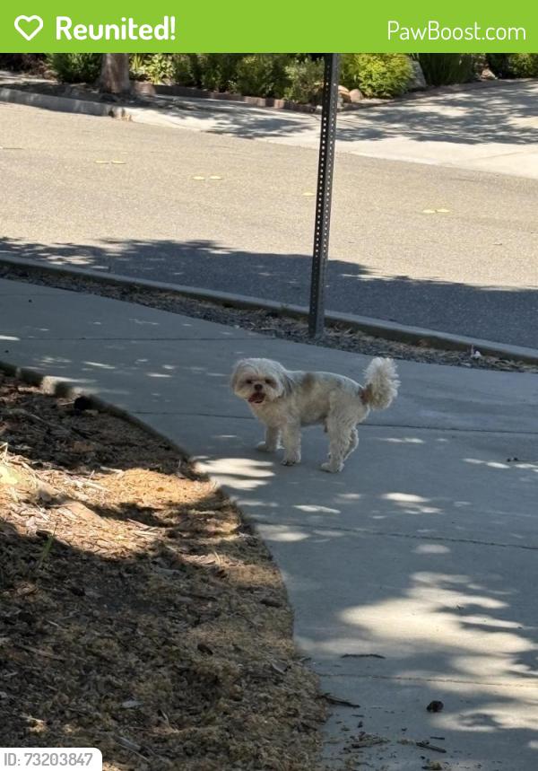 Reunited Male Dog last seen Canada Valley Rd Antioch, CA, Antioch, CA 94531