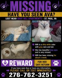 Lost Female Cat last seen Near Third Ave Stpaul Va 24283, Saint Paul, VA 24283
