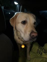 Found/Stray Female Dog last seen Bethany college, Bethany, WV 26032