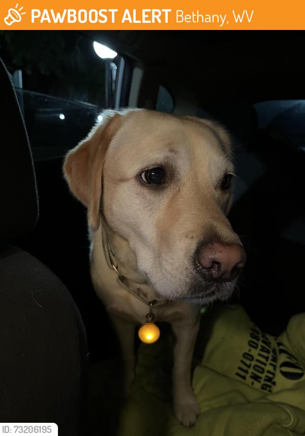 Found/Stray Female Dog last seen Bethany college, Bethany, WV 26032