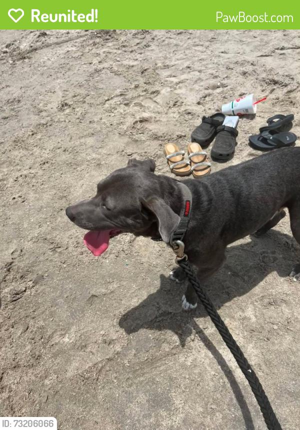Reunited Male Dog last seen Sno ball Hiawatha Shawnee st, Corpus Christi, TX 78405