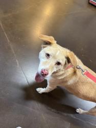 Reunited Male Dog last seen Near Polk St S, Tacoma, WA 98444, USA, Tacoma, WA 98444