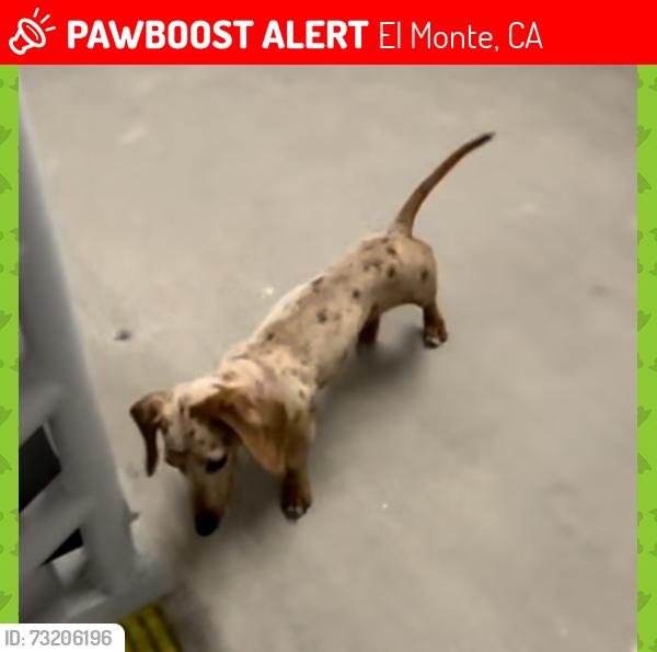 Lost Female Dog last seen Roseglen st El Monte, El Monte, CA 91732