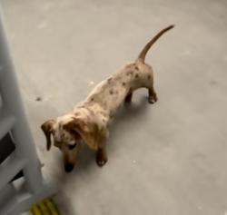 Lost Female Dog last seen Roseglen st El Monte, El Monte, CA 91732