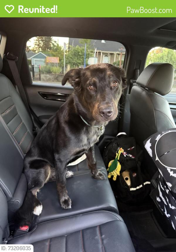 Reunited Unknown Dog last seen 57th and flavel, Portland, OR 97206
