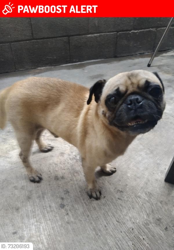 Lost Male Dog last seen Bernabé de las casas, Ciudad Apodaca, N.L. 66612