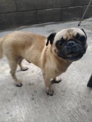 Lost Male Dog last seen Bernabé de las casas, Ciudad Apodaca, N.L. 66612