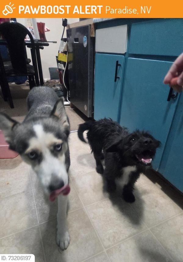 Found/Stray Unknown Dog last seen San anslemo and San Rafael 89120, Paradise, NV 89121