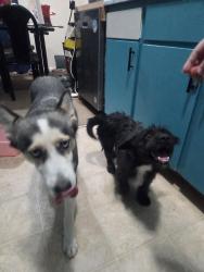 Found/Stray Unknown Dog last seen San anslemo and San Rafael 89120, Paradise, NV 89121