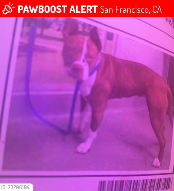 Lost Female Dog last seen 22nd mission valencia, San Francisco, CA 94110
