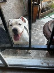 Reunited Female Dog last seen Tree line and Charleston, Las Vegas, NV 89101