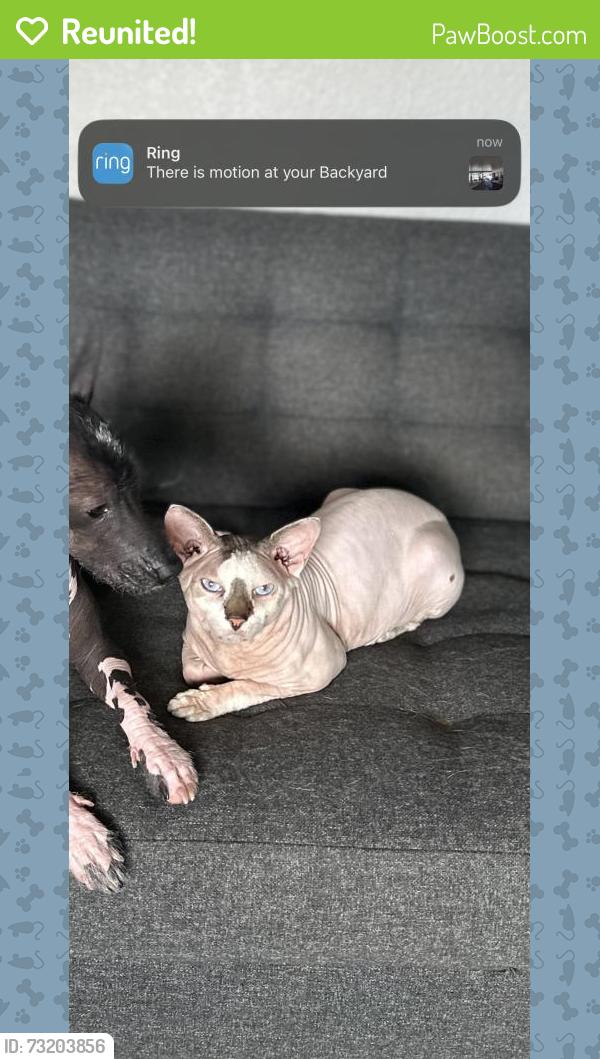 Reunited Male Cat last seen Near W Coolidge Ave, Anaheim, CA 92801, USA, Anaheim, CA 92801