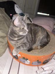 Lost Female Cat last seen JACON WAY/ EL ORO LN, Pacific Palisades, Los Angeles, CA 90272