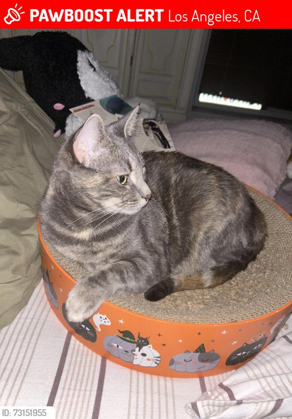 Lost Female Cat last seen JACON WAY/ EL ORO LN, Pacific Palisades, Los Angeles, CA 90272