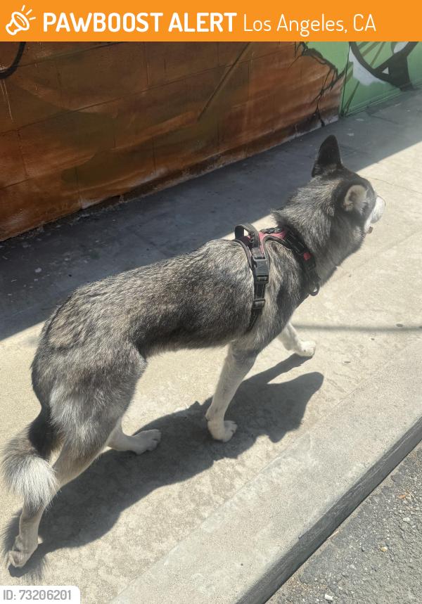Found/Stray Unknown Dog last seen Melrose Ave, Los Angeles, CA 90046