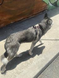 Found/Stray Unknown Dog last seen Melrose Ave, Los Angeles, CA 90046