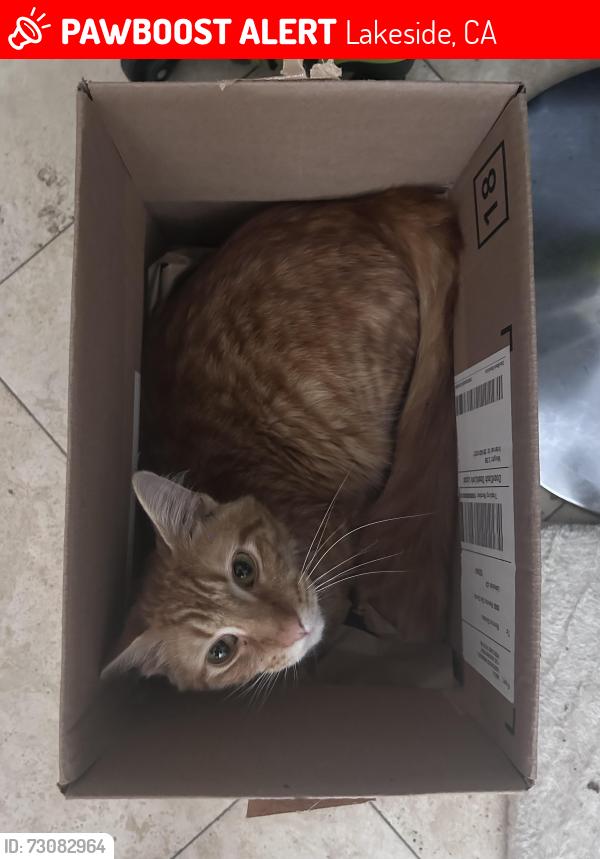 Lost Male Cat last seen Near Rancho Del Corte, Lakeside, CA 92040