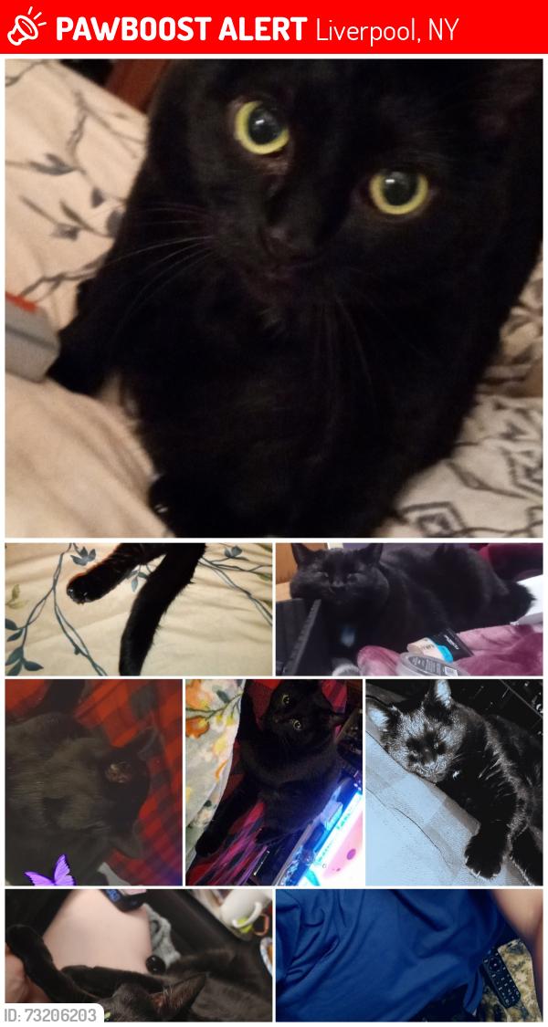 Lost Female Cat last seen 7th North Street @ Gilis Ave, Liverpool, NY 13088