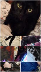 Lost Female Cat last seen 7th North Street @ Gilis Ave, Liverpool, NY 13088