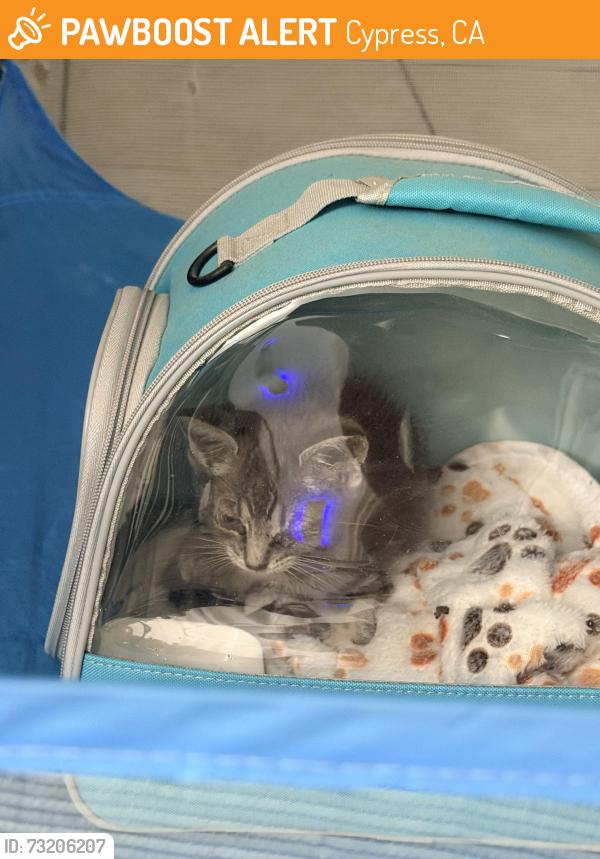 Found/Stray Unknown Cat last seen Valley View and Belle St in Cypress Ca, Cypress, CA 90620