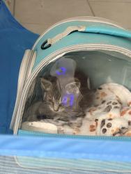 Found/Stray Unknown Cat last seen Valley View and Belle St in Cypress Ca, Cypress, CA 90620