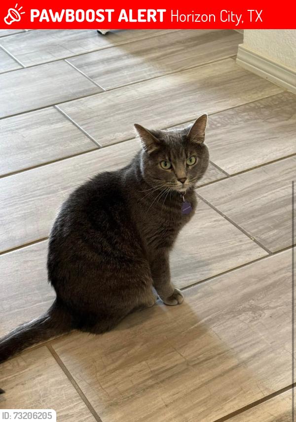 Lost Female Cat last seen Carrots avenue, Horizon City, TX 79928